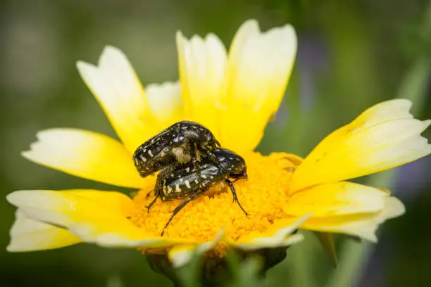 Photo of Two white spotted rose beetles sitting on a yellow flower