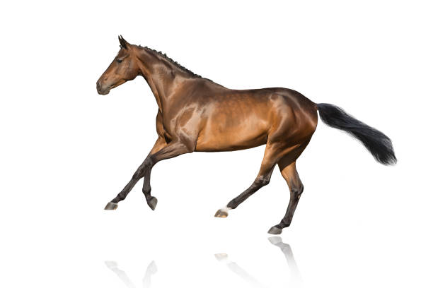 istock Horse run gallop isolated 1403029195