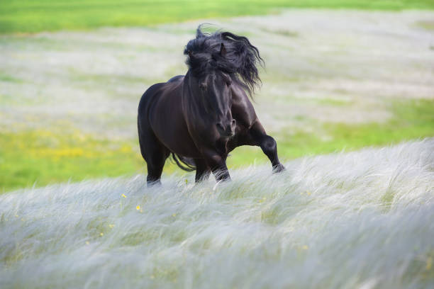 istock Beautiful black draft horse in stipa grass 1403029196