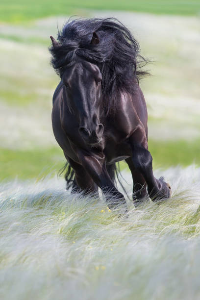 Beautiful black draft horse in stipa grass