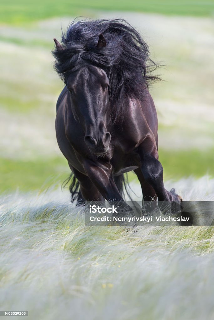 Beautiful black draft horse in stipa grass Black stallion with long mane in spring  feather grass Stallion Stock Photo