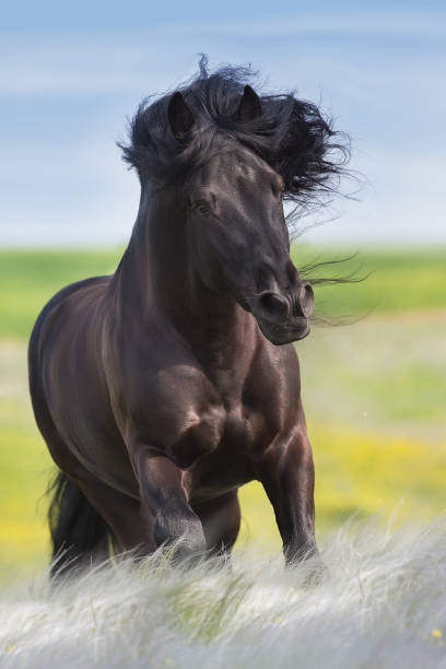 istock Beautiful black draft horse in stipa grass 1403029204