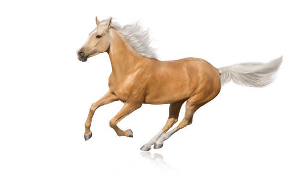 cremello horse isolated - palomino imagens e fotografias de stock