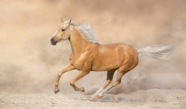 istock Palomino horse run in desert 1403029242