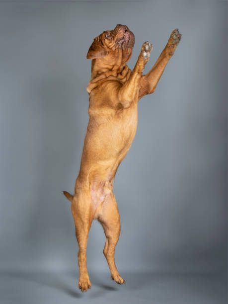istock Dogue de Bordeaux jumping in a photo studio 1403029580