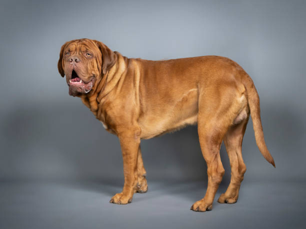 istock Dogue de Bordeaux standing in a photo studio 1403029609