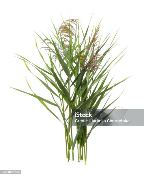 Beautiful Reeds With Lush Green Leaves And Seed Heads On White Background Stock Photo - Download Image Now
