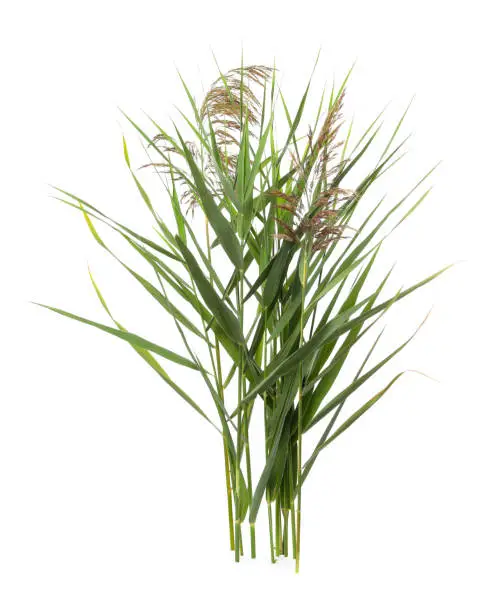 Beautiful reeds with lush green leaves and seed heads on white background
