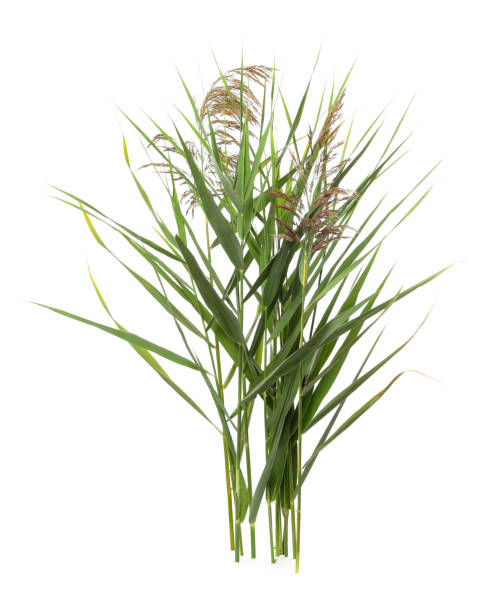 beautiful reeds with lush green leaves and seed heads on white background - australis imagens e fotografias de stock
