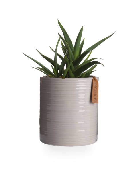 istock Beautiful succulent plant in pot isolated on white. Interior accessory 1403029639