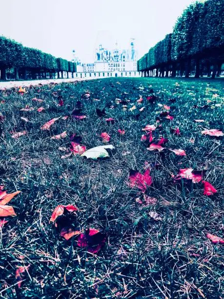 reddened fallen leaves on the ground in front of the Chambord castle in autumn