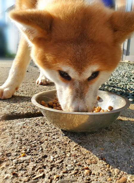 istock Japanese dog, Akita 1403031165