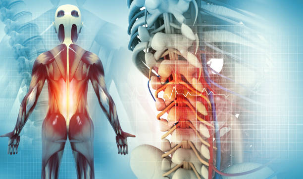 rak kręgosłupa lub choroba kręgosłupa, ilustracja 3d - human spine human vertebra disk spinal zdjęcia i obrazy z banku zdjęć