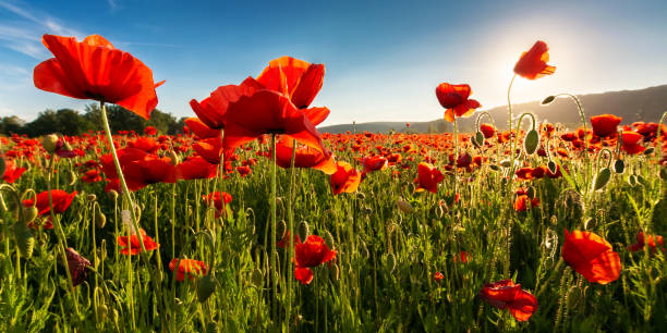 istock field of blooming corn poppy on a sunny day 1403031848