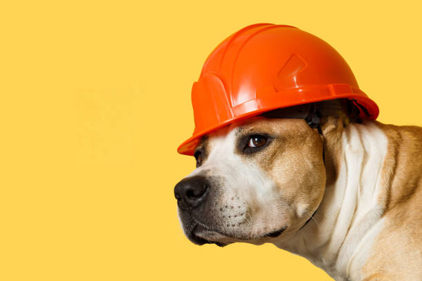 race de chien pit bull terrier dans un casque de construction sur un jaune - manufacturing occupation photos et images de collection