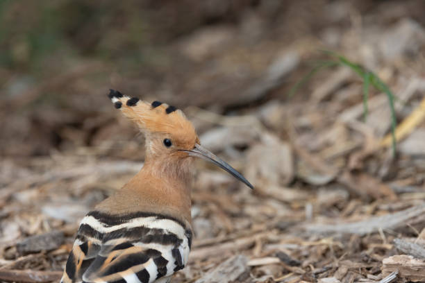 istock Eurasian hoopoe 1403034658