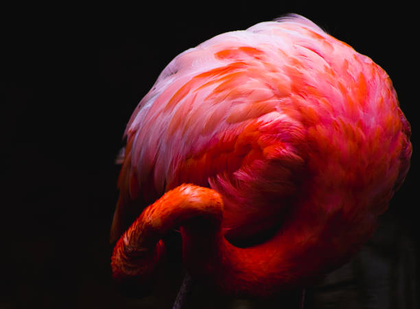 istock American flamingo highlighted against a black background 1403034797