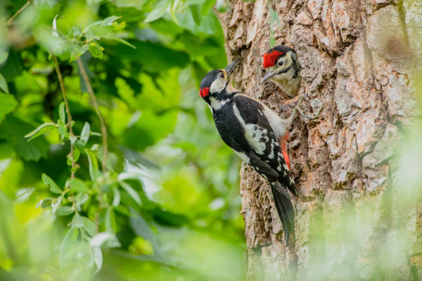 istock Great Spotted Woodpecker feeding a chick in its hole in a tree during springtime 1403036152