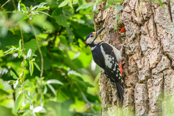 istock Great Spotted Woodpecker feeding a chick in its hole in a tree during springtime 1403036294