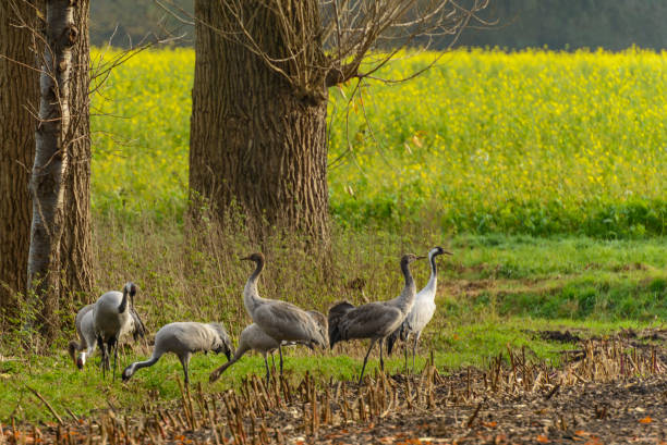 Common crane (Grus grus)