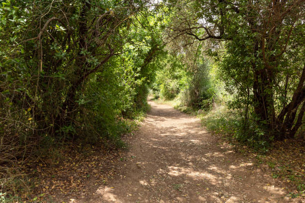 istock Path  leading through a Hermon Stream Nature Reserve in northern Israel 1403036455