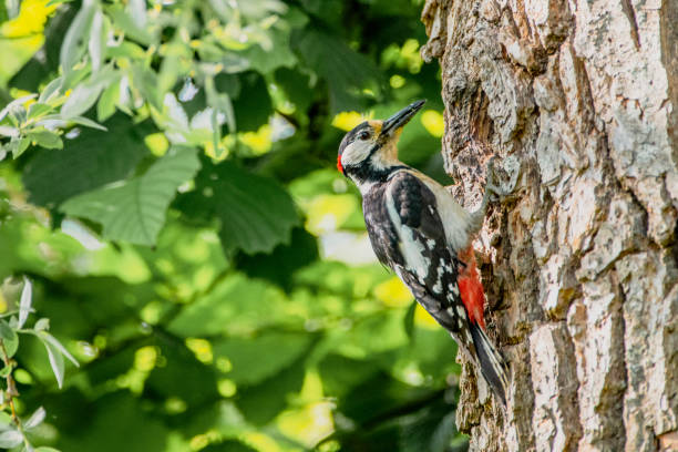 istock Great Spotted Woodpecker sitting on a tree next to its hole during springtime 1403036524