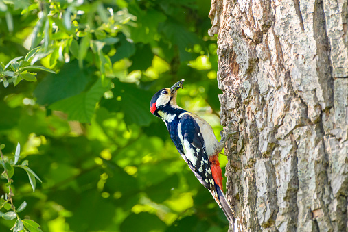 Vertical image of a great spotted woodpecker perching against the trunk of a birch tree while looking back. The background is blurred and contains green leaves.