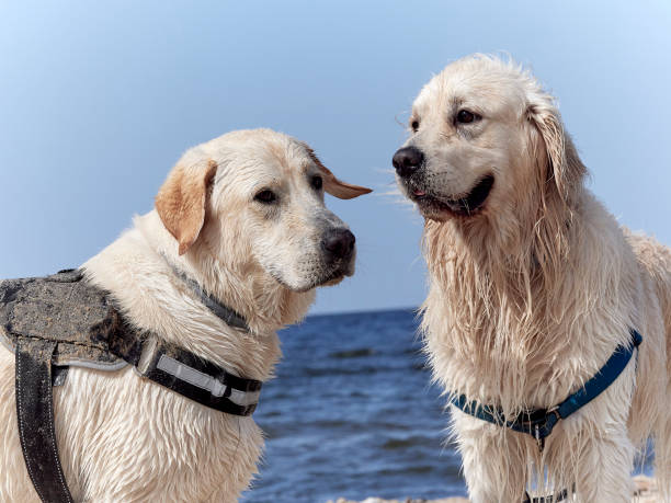 istock Golden Retriever and Labrador 1403036605
