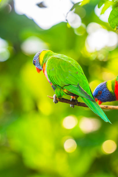 istock Coconut lorikeet parrot tropical bird sitting in a tree 1403036608