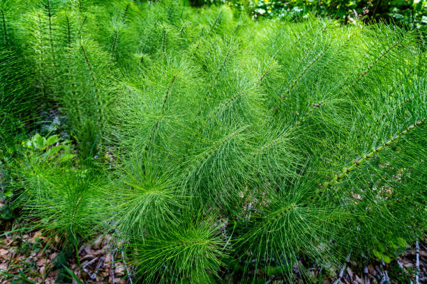 istock Horsetails on Walking path Grejs Valley natural reserve near Vejle, Denmark 1403036655