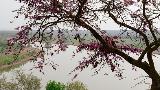 In Castronuño-Valladolid, Spain. In the natural reserve of the Duero a tree with magenta colored leaves, seems to be leaning out of the Duero river, the water is calm.
