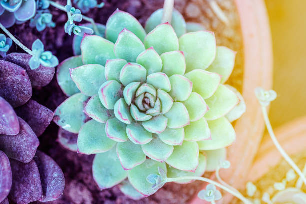 Echeveria elegans plant in a pot. Top view, closeup.