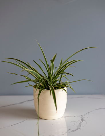 Chlorophytum comosum houseplant in a decorative pot