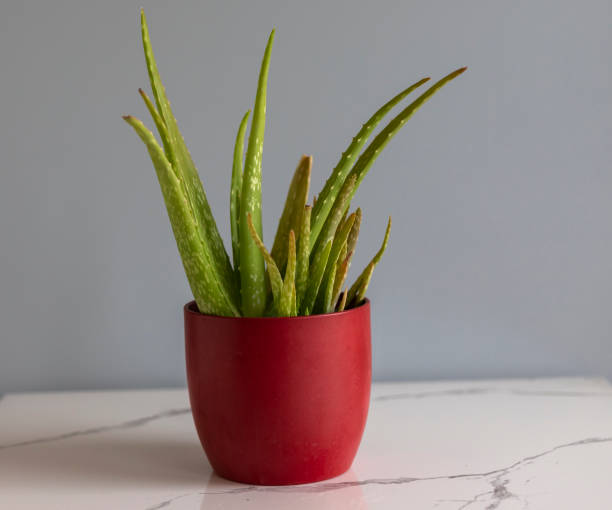 istock Aloe vera ina red ceramic pot with copy space 1403039253