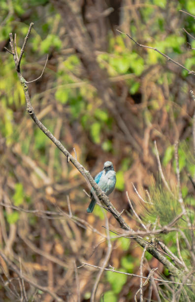 istock Blue bird resting on a branch at noon 1403039317