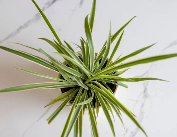 High angel view of Spider grass plant