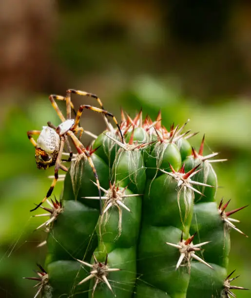 A spider looking for food in its web on a green cactus