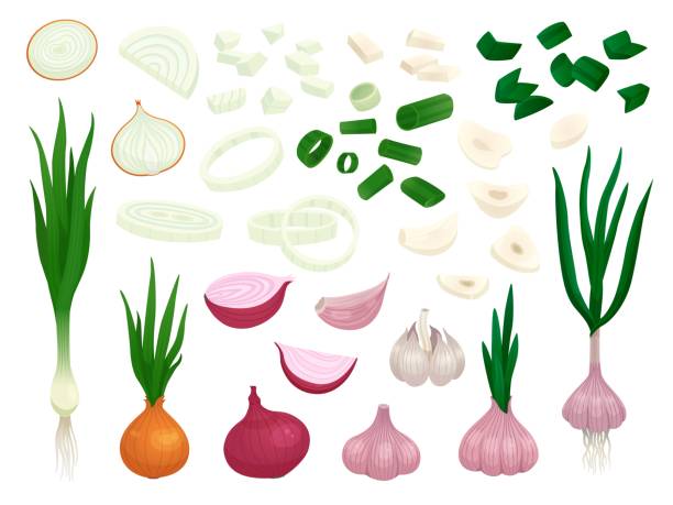 ilustrações, clipart, desenhos animados e ícones de cebola crua. metade cebola, legumes fatias frescas cortadas. pedaço de alho descascado, alho-poró verde orgânico de desenho animado. cebolinha isolada, cozinhe especiarias conjunto vetorial picante - onion