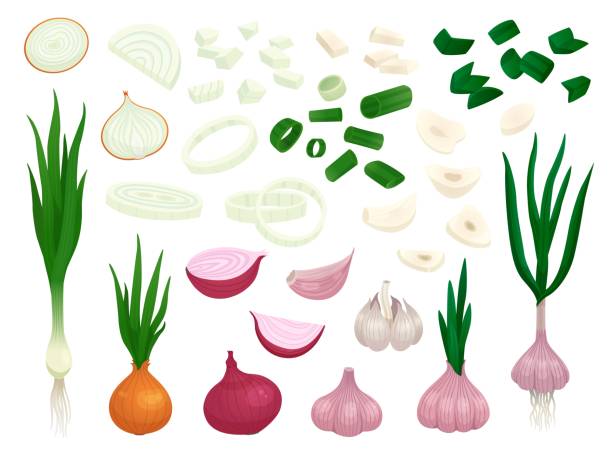 сырой лук. половину лука, овощи ломтиками свежей нарезки. очищенный кусочек чеснока, мультяшный органический зеленый лук-по�рей. изолирован� - onion stock illustrations
