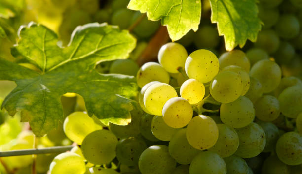 istock Close-up in the vineyard 1403041045