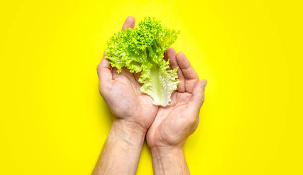 Fresh green lettuce leaves in male hands on bright yellow background flat lay top view. Creative background with salad, healthy vegetarian food, eco products, vegetable, diet, vitamins. Food concept