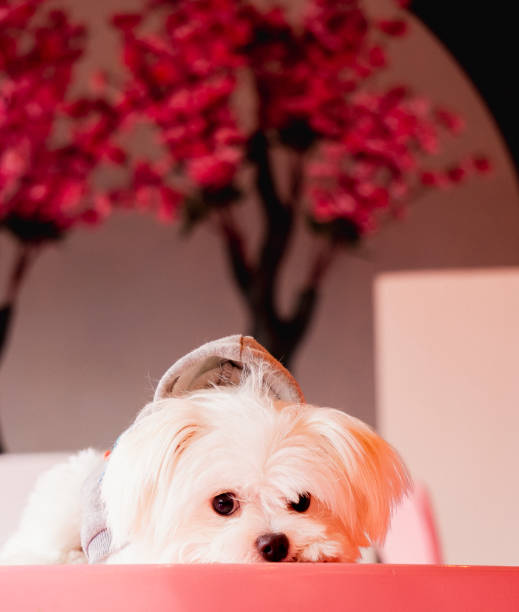 istock Shy Maltese looking sideways at the camera 1403041171