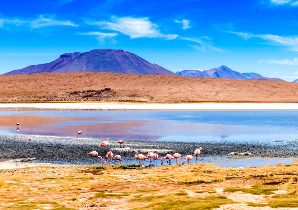 istock Flamingos at Colorado lagoon 1403041749