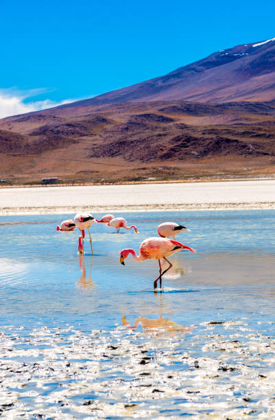 istock Flamingos at Colorado lagoon 1403041765
