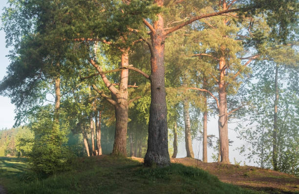 bright summer forest glade with old pines in the morning light haze,