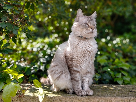 British kitten sitting in front of white background.