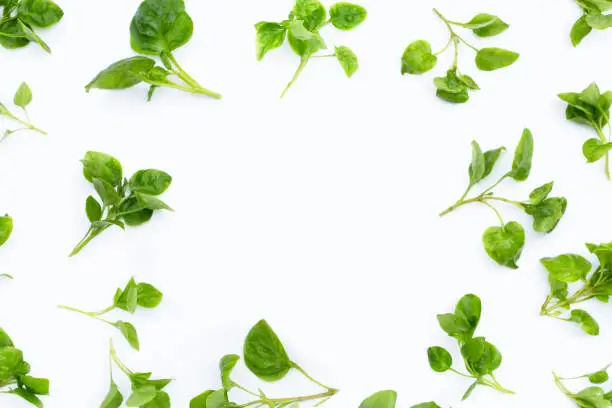 Frame made of watercress isolated on white background