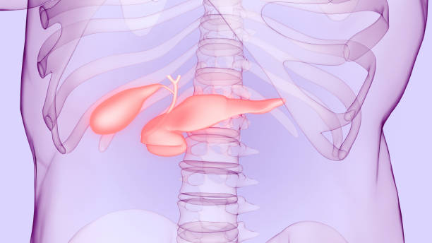 istock Human Internal Organs Pancreas with Gallbladder Anatomy 1403044281