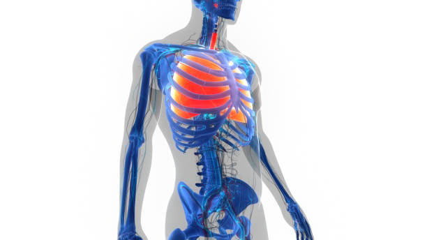 istock Human Respiratory System Lungs Anatomy 1403044282