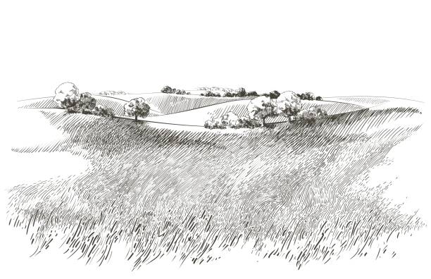 Green grass field on small hills. Meadow, alkali, lye, grassland, pommel, lea, pasturage, farm. Rural scenery landscape panorama of countryside pastures. Vector sketch illustration